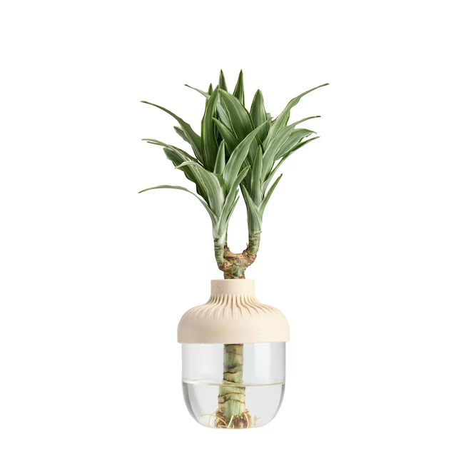 Reference product photo — Water-Roots hydroponic planter
